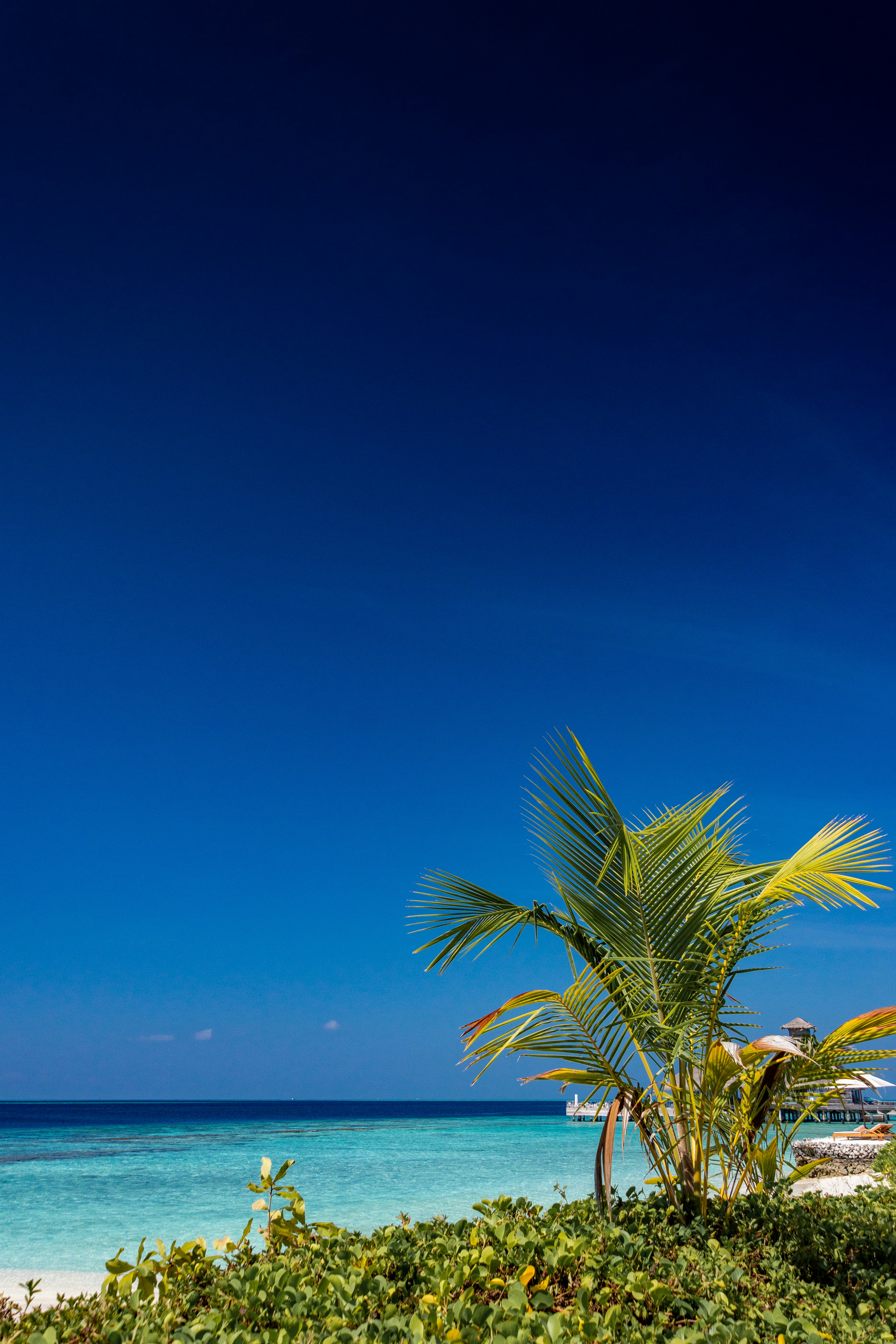 green palm tree near sea under blue sky during daytime